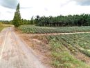 ขายที่ดิน - สวนมะพร้าว-สับปะรด 56 ไร่ อ.สามร้อยยอด จ.ประจวบ ใกล้ถนนเพชรเกษมเพียง 3.5 กม.