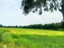 ขายที่ดิน - ที่นา ทำเลดี หน้าติดถนนสายหลัก หลังติดคลอง ราคาถูก