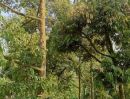 ขายที่ดิน - ที่ดินพร้อมสวนทุเรียน ขนาด 4 ไร่ 127.1 ตร.วา สามารถดำเนินกิจการต่อได้ทันที ต.สองสลึง อ.แกลง ระยอง