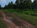 ขายที่ดิน - สวนทุเรียน706ไร่ ติดถนนสุขุมวิท ต.แสลง อ.เมืองจ.จันทบุรี