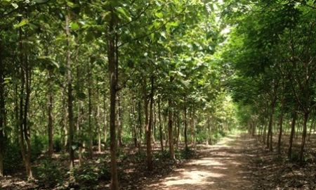 ขายที่ดิน - ที่ดิน ต้องการขายที่ดินมีโฉนดพร้อมสวนป่าสักและสวนยางทั้งหมด 40 ไร่ ราคา 150,000/ไร่