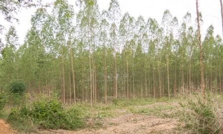 ขายที่ดิน - ขาย ที่ดิน ราชบุรี สวนยูคา แปลงใหญ่ 70 ไร่ ใกล้ม.พระจอมเกล้าธนบุรี