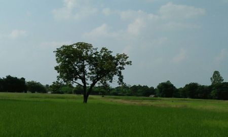 ขายที่ดิน - ขายที่ดินสวยเป็นโฉนดในเขตเทศบาลโคกสำโรง จำนวน16-2-16ไร่