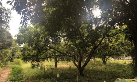 ขายที่ดิน - ที่ดิน 3 ไร่ ติดลาดยาง 2 ด้าน สวนมะม่วงให้ผลผลิตทุกต้น