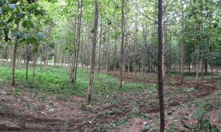 ขายที่ดิน - ขายที่สวนป่าไม้มีค่า อายุ 13 ปี มีโฉนด เนื้อที่ 13 ไร่ ตรงข้ามสนามกอฟท์ วูซุง จอมบึง ราชบุรี