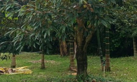 ขายที่ดิน - เสนอขายสวนทุเรียนหมอนทอง ใกล้เขื่อนพลวง เนื้อที่ 2 ไร่ 2 งานกว่าๆ ชากไทย อำเภอเขาคิชฌกูฏ จันทบุรี