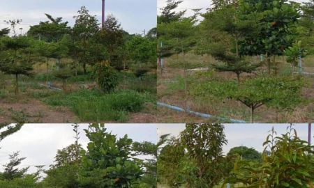 ขายที่ดิน - ขายที่ดินสวนทุเรียน 22ไร่ มี500กว่าต้น พร้อมเก็บผลผลิตรายได้ดี จ.ปราจีนบุรี