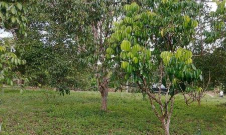 ขายที่ดิน - ขายที่สวนผลไม้จันทบุรี โฉนด 1 ไร่ ราคา 2,800,000 บาท