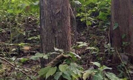 ขายที่ดิน - ขายที่ดินพร้อมป่าไม้สัก อายุกว่า25ปี จังหวัดกาญจนบุรี teakwood plantation for sale