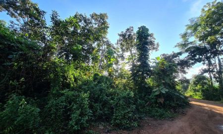 ขายที่ดิน - ขายสวนป่าอุตรดิตถ์ 31 ไร่ ชัยจุมพล ลับแล 6,820,000 บาท