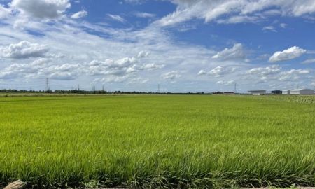 ขายที่ดิน - ที่ดินผังสีม่วง นนทบุรี เนื้อที่ 18 ไร่ 314 ตร.ว ไร่ละ 2.5 ล้านบาท
