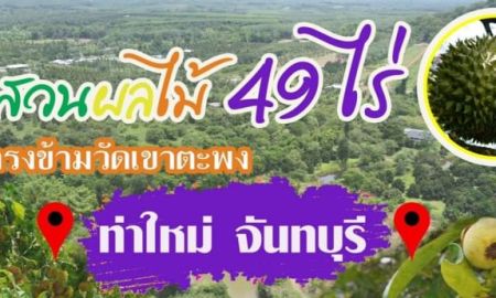 ขายที่ดิน - ขายสวนผลไม้ ทุเรียน เงาะ มังคุด พื้นที่ 49 ไร่ 14 ตรว.บ้านหนองคล้า ท่าใหม่ จันทบุรี ราคา 39 ล้านบาท