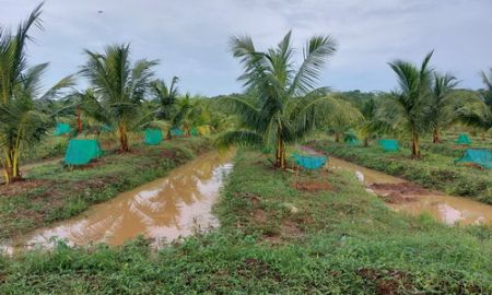 ขายที่ดิน - ขายสวนผลไม้ 64 ไร่ อ.วิเชียรบุรี จ.เพชรบูรณ์ ปลูกมะพร้าวน้ำหอม, มะละกอฮอนแลน ทุเรียนหมอนทอง ฯลฯ