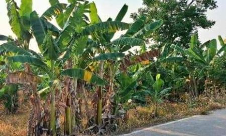 ขายที่ดิน - ที่ดินพร้อมสวนกล้วย ติดถนนคอนกรีต สวรรคโลก สุโขทัย