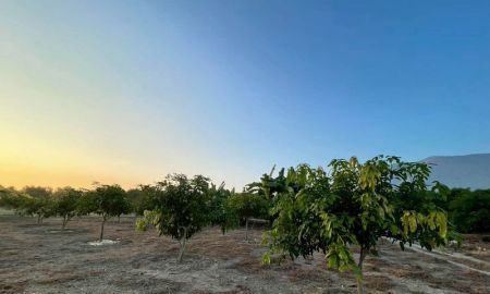 ขายที่ดิน - ที่ดิน เนื้อที่ 1 ไร่ 2 งาน 84.2 ตารางวา พร้อมสวนมะม่วง เริ่มเก็บผลผลิตได้แล้ว ตำบลบ้านโฮ่ง อำเภอบ้านโฮ่ง จังหวัดลำพูน