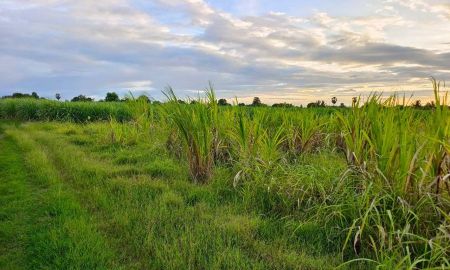 ขายที่ดิน - ขายที่ดินเปล่า 5-3-46 ไร่ ทำเลดีมาก ใกล้ถนนแสงชูโต เพียง 150 เมตร - วังศาลา ท่าม่วง กาญจนบุรี