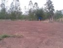 ขายที่ดิน - ขายที่ดินสวย หนองบัวแดง ชัยภูมิ 1,300,000 ฟรีค่าโอน (เจ้าของที่ขายเอง ไม่มีนายหน้า)