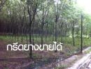 ขายที่ดิน - ขายถูกมากที่จันทบุรี ปลูกสวนยางเต็ม 31 ไร่เศษ