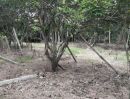 ขายที่ดิน - ขายที่ดินขายสวนส้มโออยู่อำเภอโพธิ์ประทับช้างจังหวัดพิจิตร