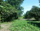 ขายที่ดิน - ขายที่ดินเปล่า พิจิตรริชเชอร์ฟาร์ม 1 ไร่ 20 ตารางวา โครงการติดถนนใหญ่ ที่มีลงกล้วย มะม่วง ไว้