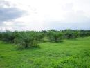 ขายที่ดิน - Land for sale in Nakhon Si Thammarat,50 rai of palm plantation area,Buy now to get income,Suitable for housing development