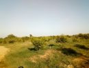 ขายที่ดิน - ขายสวนส้มเขียวหวานภาคเหนือ อำเภอ ศรีสัชนาลัย สุโขทัย พร้อมที่ดินมีโฉนด แปลงใหญ่ จำนวน 44 ไร่1งานไร่ละ3แสนบาท ขายทั้งแปลง ปลูกส้ม2ปีระบบน้ำพร้อมสปริงเก