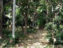ขายที่ดิน - ที่สวนลำไย 7 ไร่ ตำบลบ้านแม อำเภอสันป่าตอง จังหวัดเชียงใหม่