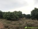 ขายที่ดิน - ขายที่ดินติดถนนคอนกรีต แถมต้นมะม่วงเกือบ 2,000 ต้น ราคาเพียงไร่ 533,333 บาท หนองปรือ พนัสนิคม ชลบุรี