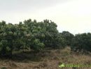 ขายที่ดิน - ขายที่ดินติดถนนคอนกรีต แถมต้นมะม่วงเกือบ 2,000 ต้น ราคาเพียงไร่ 533,333 บาท หนองปรือ พนัสนิคม ชลบุรี
