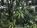 ขายที่ดิน - ขายถูกสวนมะม่วง 50ไร่ พร้อมบ้าน เก็บเกี่ยวผลผลิตได้แล้ว หนองแค สระบุรี