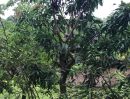 ขายที่ดิน - ขายถูกสวนมะม่วง 50ไร่ พร้อมบ้าน เก็บเกี่ยวผลผลิตได้แล้ว หนองแค สระบุรี