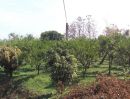 ขายที่ดิน - ขายสวนส้ม ที่เชียงดาว ไร่ละ 500,000 บาท
