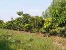 ขายที่ดิน - ขายสวนผลไม้พร้อมสิ่งปลูกสร้าง 4 ไร่ ราคารวม 2 ล้านบาท เจ้าของขายเอง