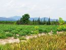 ขายที่ดิน - ขายที่ดิน 20 ไร่ สวนผึ้ง ราชบุรี ไร่ละ 350,000 ติดทางสาธารณะ หน้ากว้าง 80 เมตร