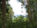 ขายที่ดิน - ขายที่ดิน แม่ริม โฉนด ที่เนิน วิวภูเขามีต้นไม้ขนาดใหญ่ สามารถสร้างบ้านบนต้นไม้ชมวิวภูเขาได้