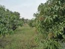 ขายที่ดิน - ที่ดินทำเลทอง เป็นสวนมะม่วง จำนวน 3 ไร่ จ.สุพรรบุรี