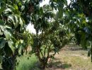 ขายที่ดิน - ที่ดินทำเลทอง เป็นสวนมะม่วง จำนวน 3 ไร่ จ.สุพรรบุรี