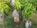 ขายบ้าน - ขายบ้านพร้อมสวนมะม่วง ใกล้ตลาดผลไม้ไทเจริญพิษณุโลก เนื้อที่ 44 ไร่