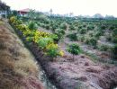 ขายที่ดิน - ขายที่ดินสวนมะม่วง 13 ไร่เศษ ทำเลสวยในเมืองสุพรรณบุรี ขายยกแปลง ฟรีค่าโอน