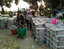 ขายที่ดิน - ขายสวนลำไย 116 ไร่ หลังอำเภอสอยดาว จันทบุรี