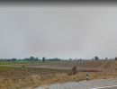 ขายที่ดิน - ขายที่ดิน 34 ไร่ โฉนดครุฑแดง แปลงสวย ตำบลบ้านยาง พิษณุโลก ติดถนนทั้งหัวและท้ายไร่ ใกล้แม่น้ำ