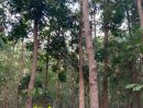 ขายที่ดิน - ขายที่ดินและต้นสัก (ขายรวมต้นสัก/แบ่งขายต้นสัก) ขนาด 4 ไร่ 88 ตร.ว. อ.วิเชียรบุรี จ.เพชรบูรณ์
