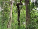 ขายที่ดิน - ขายที่ดิน73ไร่ สวนป่าเอกชน ต้นไม้อายุ80กว่าปี เป็นป่าที่สมบูรณืที่สุดในอำเภอโพธาราม ต.เขาชะงุ้ม อ.โพธาราม จ.ราชบุรี