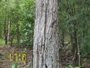 ขายที่ดิน - ขายที่ดิน73ไร่ สวนป่าเอกชน ต้นไม้อายุ80กว่าปี เป็นป่าที่สมบูรณืที่สุดในอำเภอโพธาราม ต.เขาชะงุ้ม อ.โพธาราม จ.ราชบุรี