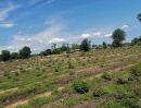 ขายที่ดิน - ขายที่ดิน ดอนเจดีย์ สุพรรณบุรี มีสวนยูคาลิปตัส เนื้อที่ 8 ไร่ ทำเลดี อยู่ในแหล่งชุมชน