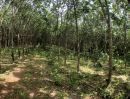 ขายที่ดิน - ที่ดินพร้อมสวนยางพารา บนเนื้อที่ 80 ไร่ ตำบลนนทรีย์ ห่างตัวอำเภอบ่อไร่เพียง 5 กิโลเมตร ติดต่อ ธนภณ Line thanaphon59