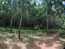 ขายที่ดิน - ที่ดินพร้อมสวนยางพารา บนเนื้อที่ 80 ไร่ ตำบลนนทรีย์ ห่างตัวอำเภอบ่อไร่เพียง 5 กิโลเมตร ติดต่อ ธนภณ Line thanaphon59