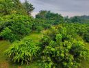 ขายบ้าน - ขายบ้านสวนทรงไทย ติดลำน้ำ สันป่าตอง เชียงใหม่