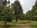 ขายที่ดิน - ขายที่ดินจันทบุรี มีสวนทุเรียน สวนยาง สวนมังคุด และสวนลองกอง สวนยาง พร้อมบ้าน เนื้อที่ 259 ไร่