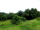 ขายที่ดิน - ขายที่ดิน ตำบลบ้านแม อำเภอสันป่าตอง 20 เมตร จากถนนเลี่ยงเมืองสันป่าตองหางดง